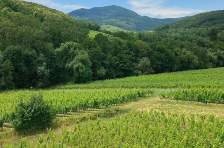 La route des Vins d'Alsace - 5 jours